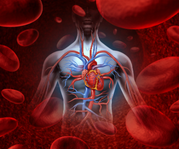 Cardiovascular Disease Relationship to Oral Health